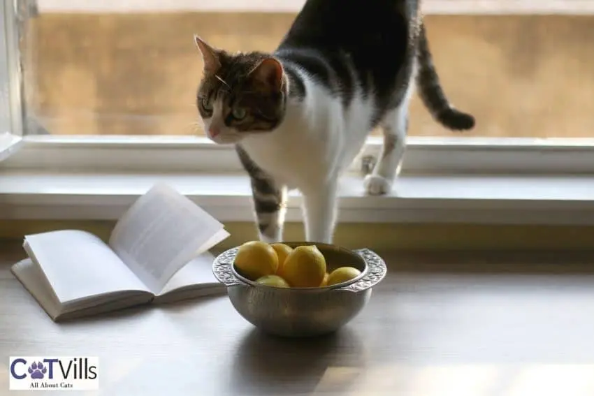 cat in front of a bowl with lemons