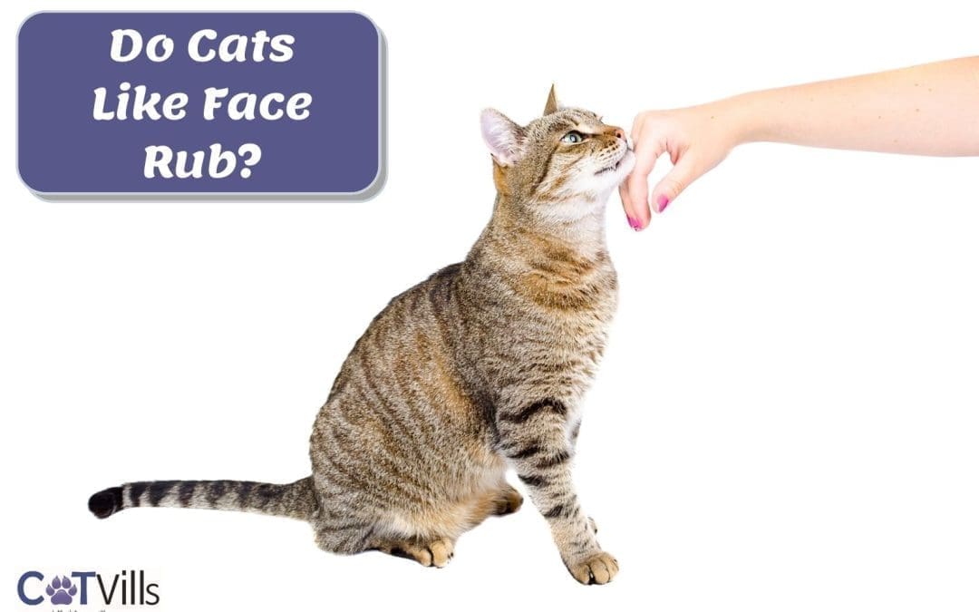 Do Cats Like Face Rubs? Why Do Cats Rub Their Face on Things?