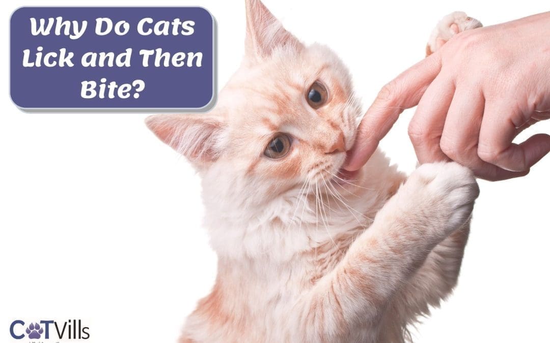 Why Does My Cat Lick Me and Then Bite Me? (Top 5 Reasons)