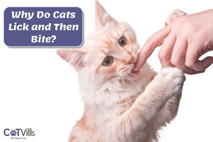 Why Do Cats Lick Then Bite? 5 Most Common Reasons