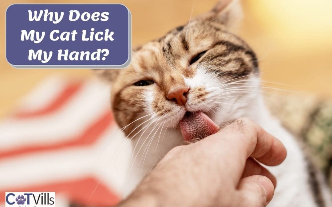 Why Does My Cat Lick My Hand? 5 Reasons Explained