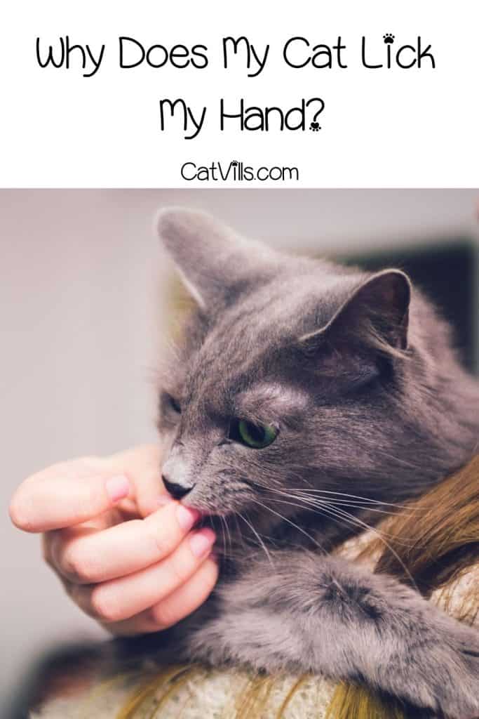 Why Does My Cat Lick My Hand? 5 Common Reasons