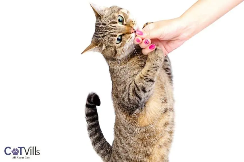 cat licking the hand of her owner