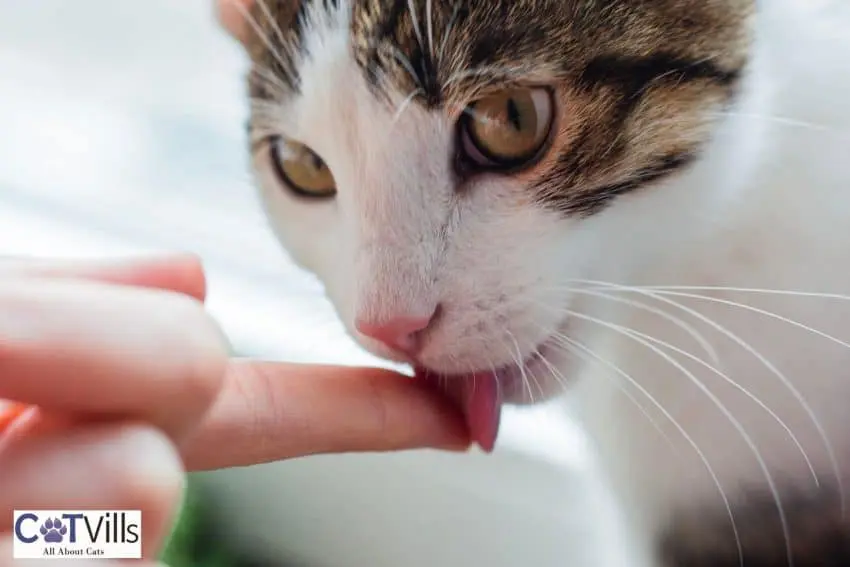 cat licking the finger of a woman