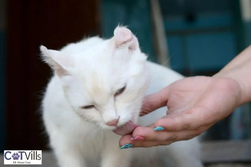 white cat licking the woman's hand