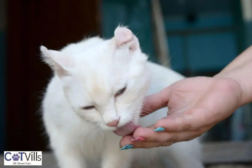 Why Does My Cat Lick My Hand? 5 Common Reasons