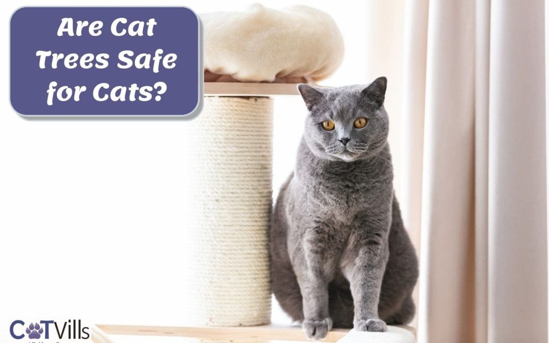 Are Cat Trees Dangerous for Cats? [Safety Precautions]