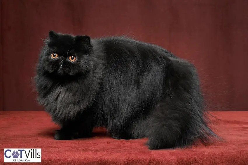 black persian cat