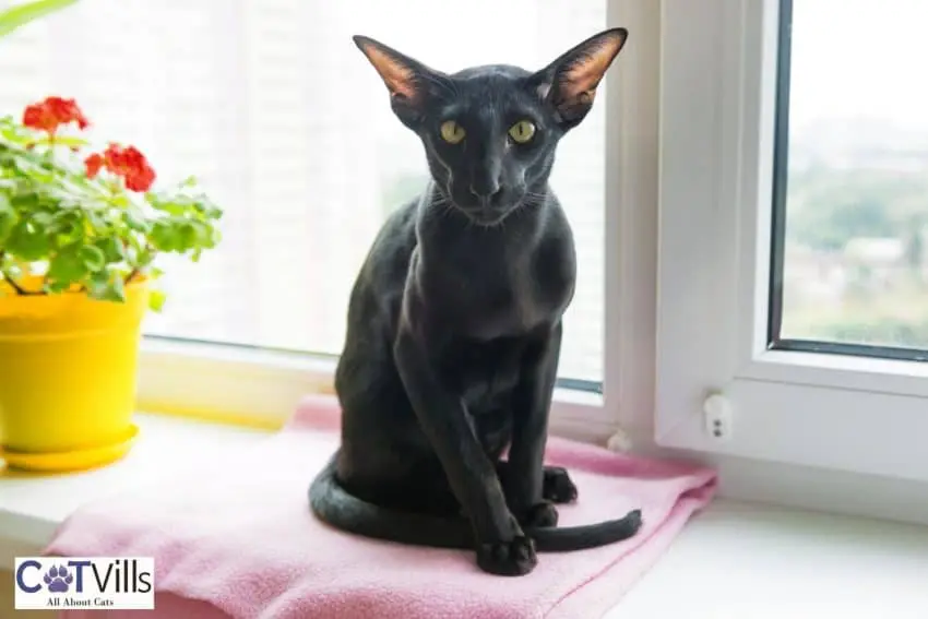 black oriental cat