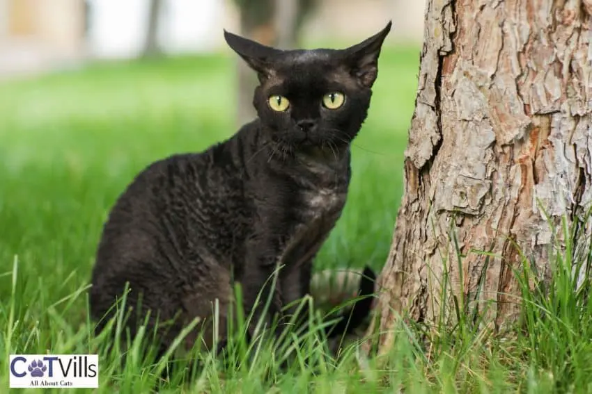 black devon rex