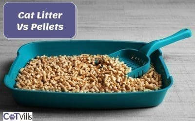 Cat Litter Vs Pellets: What’s The Best? How Do They Differ?