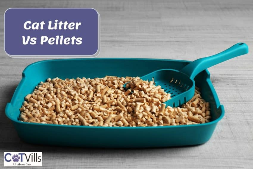 litter box with some pellets below Cat Litter Vs Pellets signage