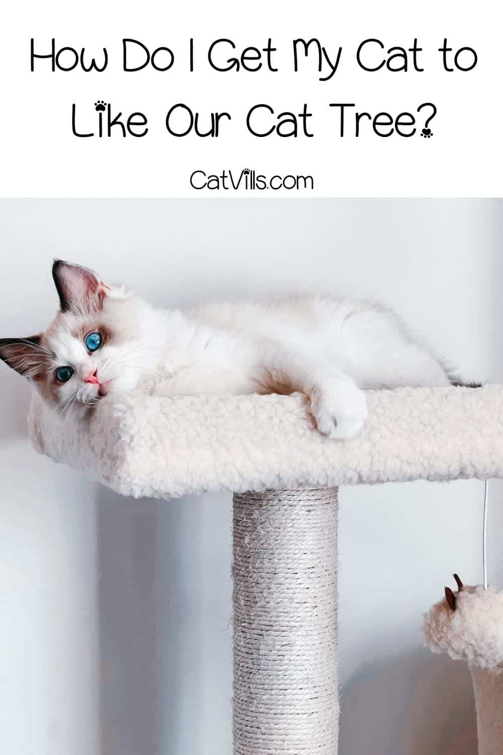 Do Cats Need a Cat Tree? Reasons Why They Need One