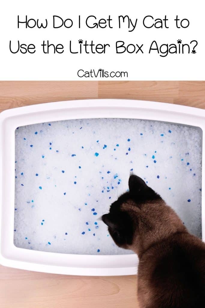 Why Did My Cat Stop Using the Litter Box? 13 Possible Causes