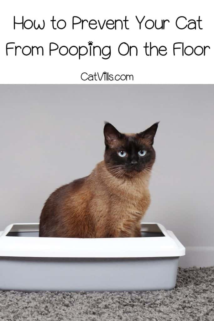 How to Prevent Your Cat From Pooping On the Floor