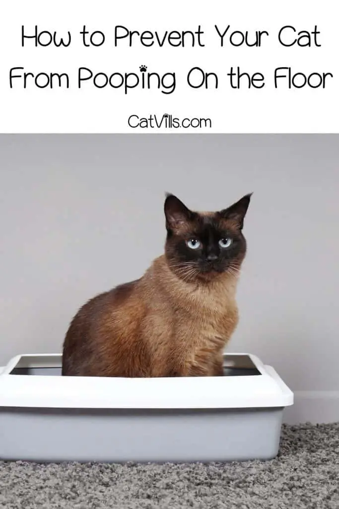 How to Prevent Your Cat From Pooping On the Floor