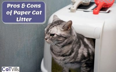 Is Paper Cat Litter The Best Option? Pros & Cons & Top Picks