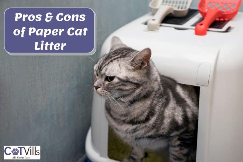 american shorthair cat using the litter box with paper cat litter