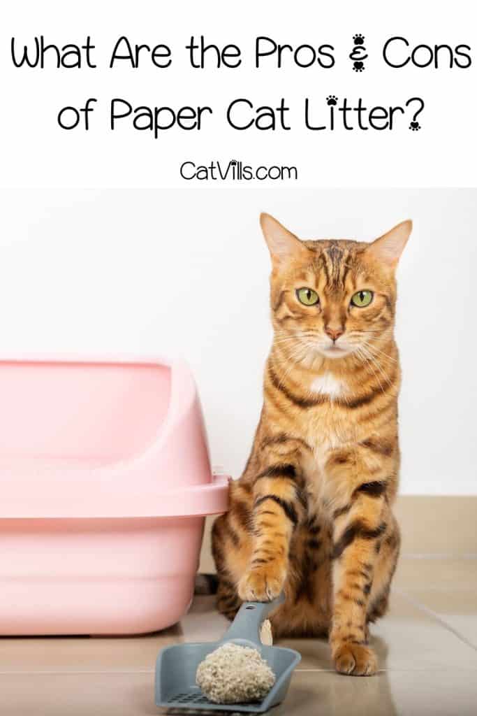 Is Paper Cat Litter The Best Option? Pros & Cons & Top Picks