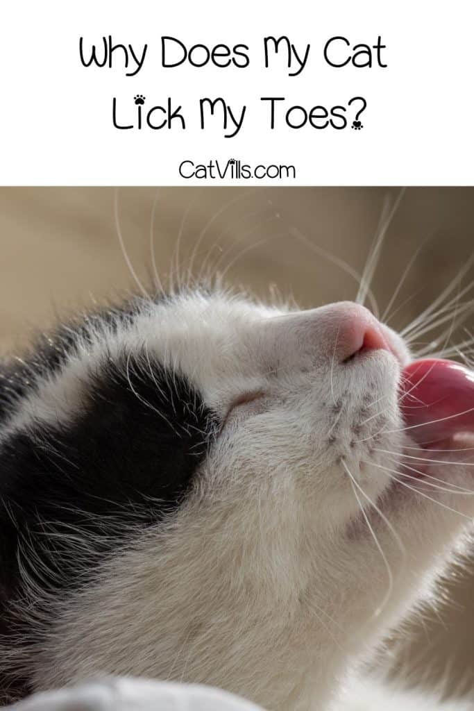 Why Does My Cat Lick My Feet? 5 Reasons Explained
