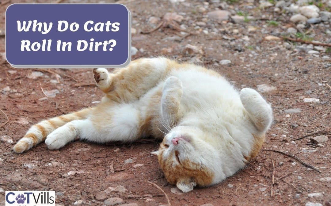 Why Do Cats Roll In Dirt? (The Top 3 Common Reasons)