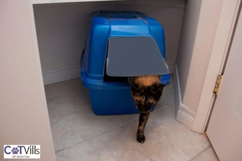 a cat going out of a litter box