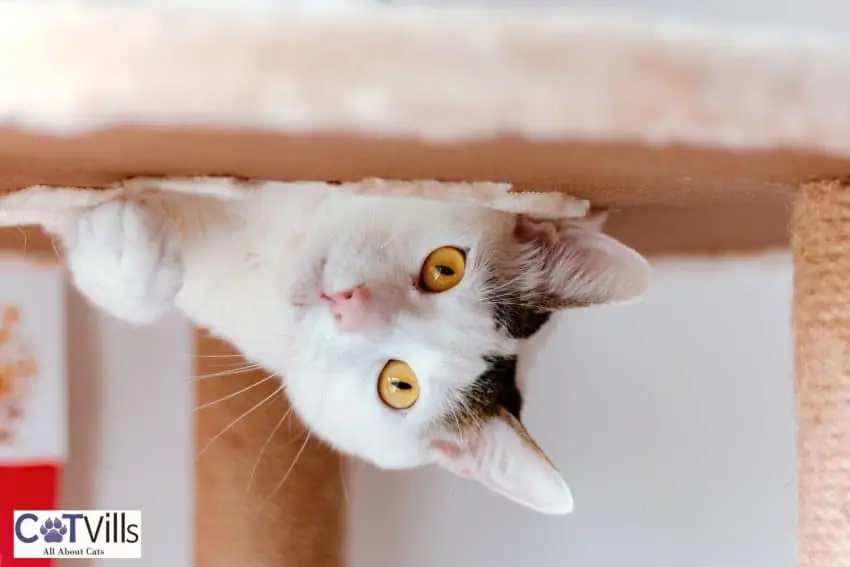 a cat looking from the perches of her cat tree