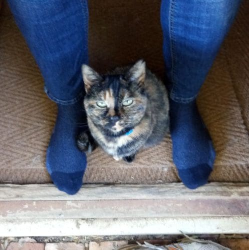 a cat sitting below the feet while staring