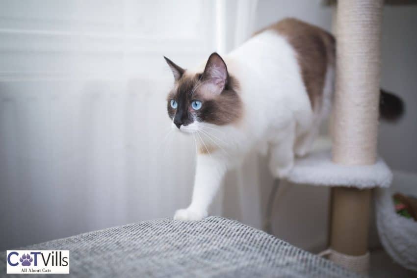 a cat walking around her cat tree