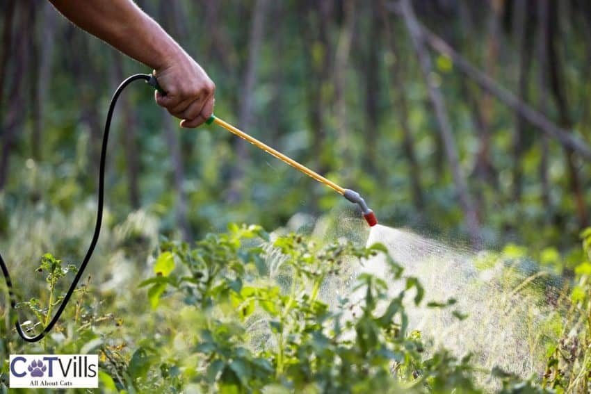spraying garden with pesticide