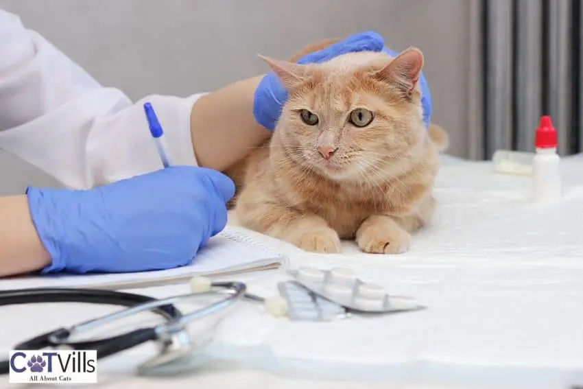 a vet petting a cat