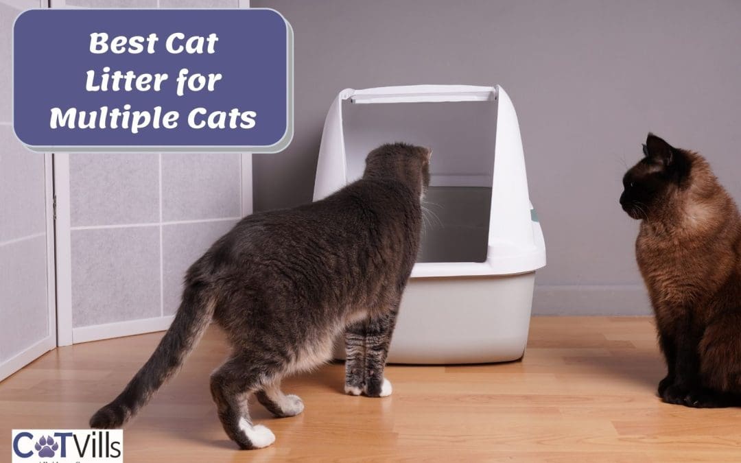 10 Best Cat Litter for Multiple Cats (Top Picks Review)