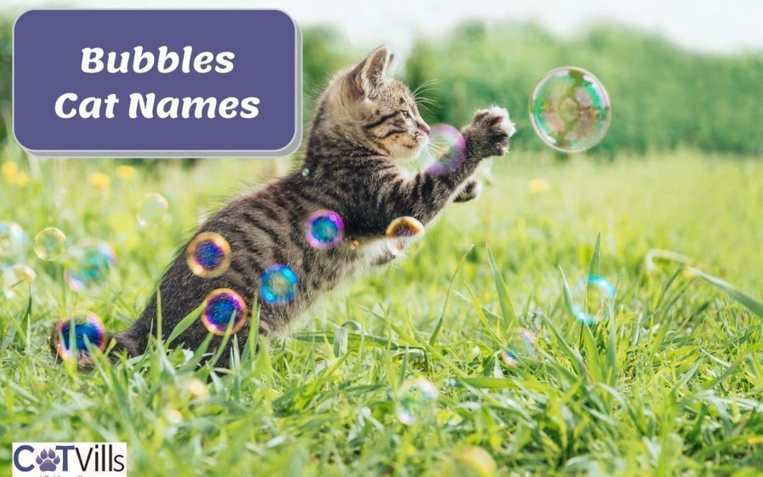 30+ Best Bubbles Cats Names from Trailer Park Boys