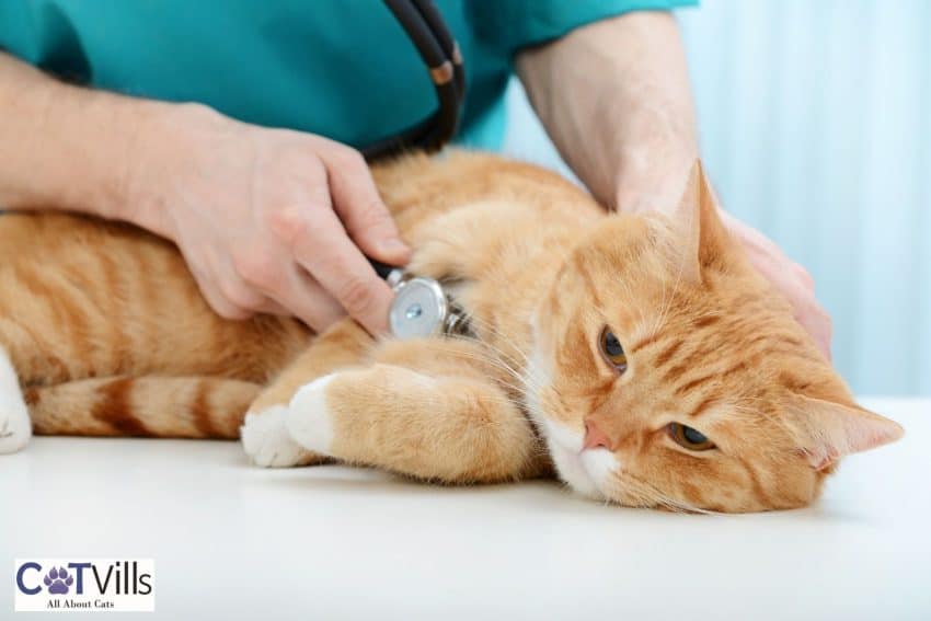 cat being checked on a vet
