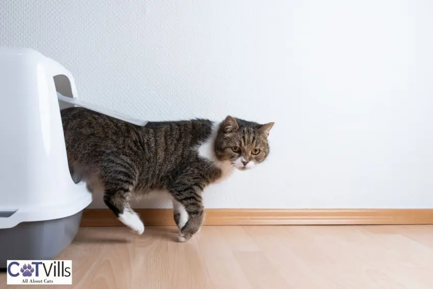 cat coming out of her cat litter