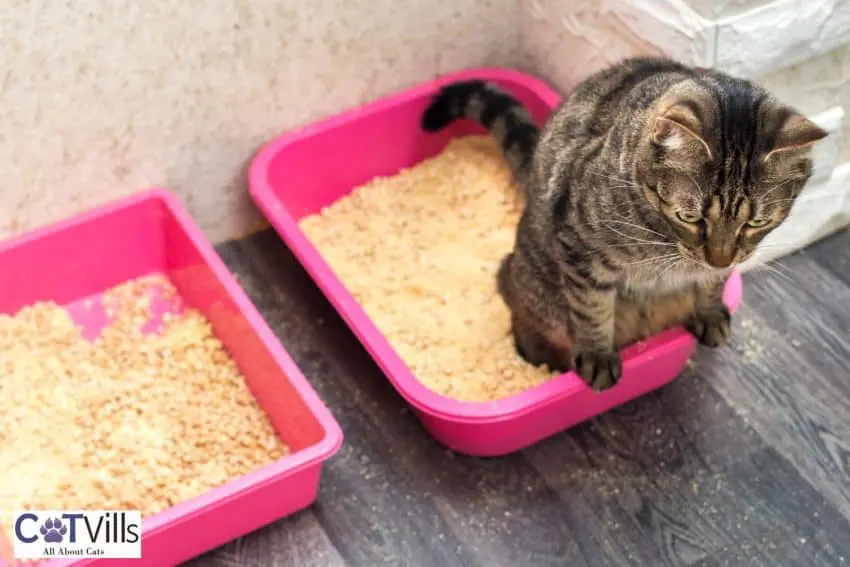 cat sitting on one litter box