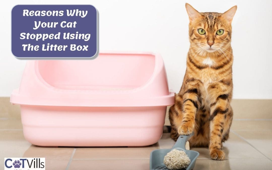 Why Did My Cat Stop Using the Litter Box? 13 Possible Causes