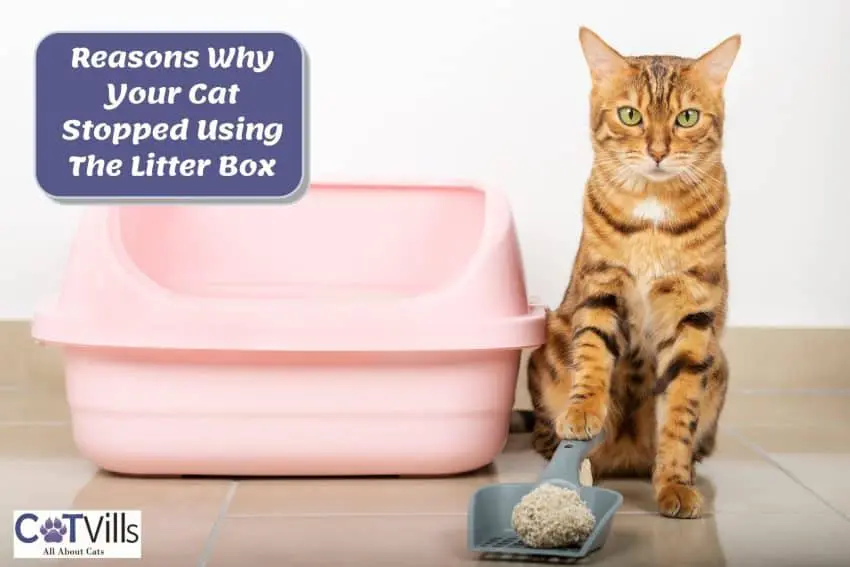 cat stopped using litter box