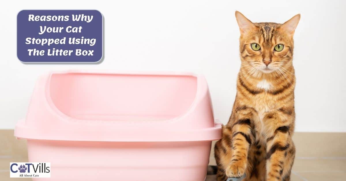 Why Did My Cat Stop Using the Litter Box? 13 Possible Causes