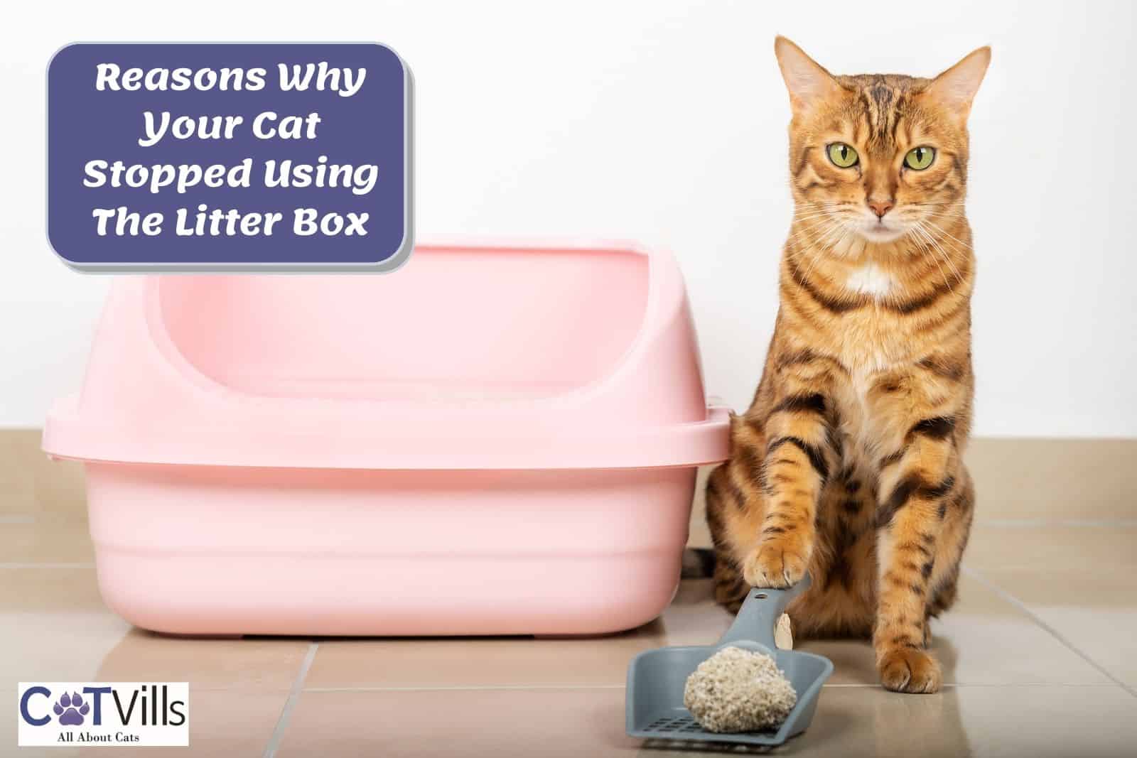 Cat Not Using Litter Box 13 Reasons And Potential Solutions
