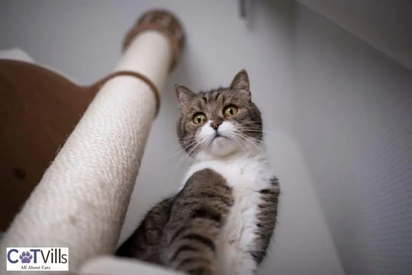 cat tree looking below from her cat tree