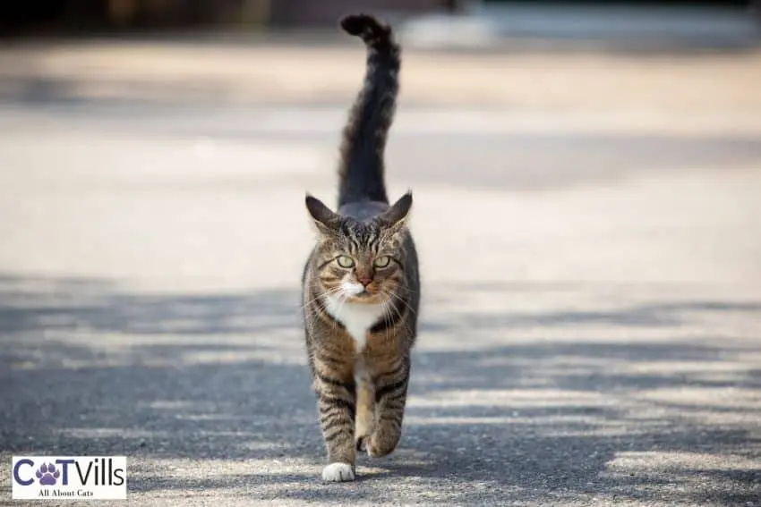 cat walking towards you