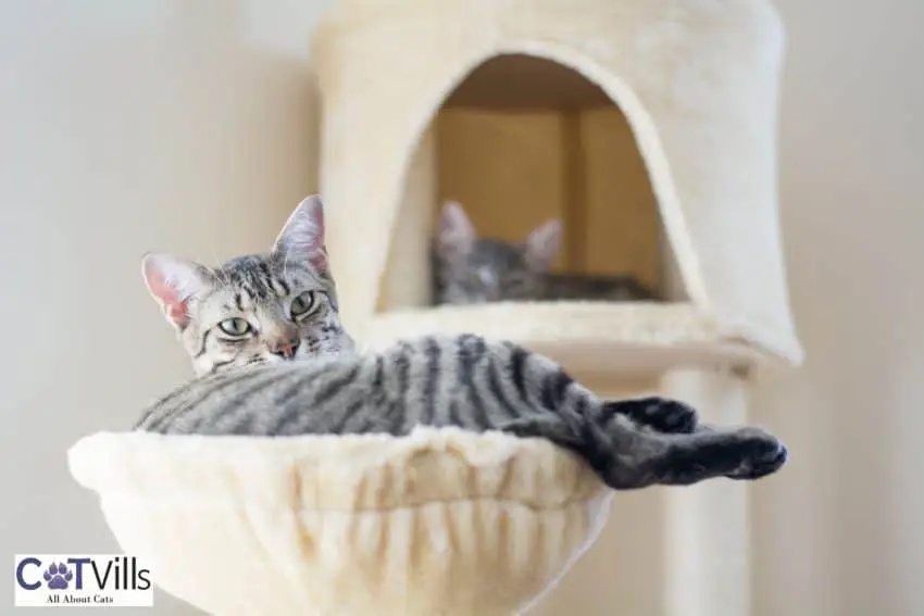 cats chilling around in their cat trees