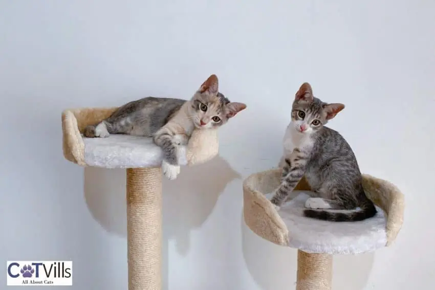 cats sitting on a cat tree