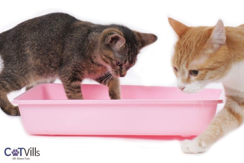 cats testing the cat litters depth