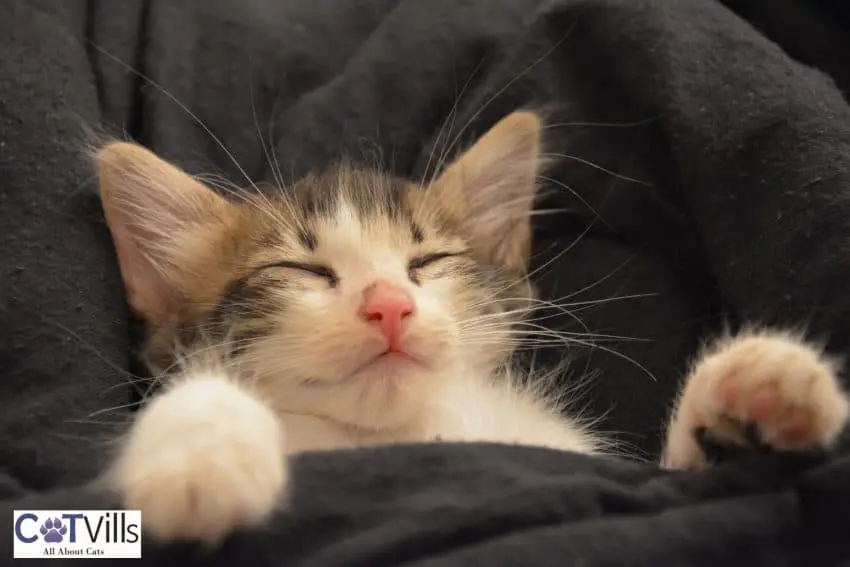 cute kitty sleeping