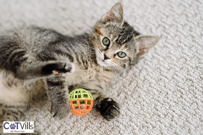 declaw cat playing with toy