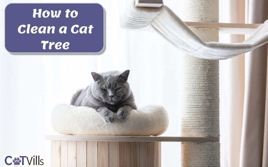 How To Clean a Cat Tree: 5 Easy Steps & What’s Safe to Use