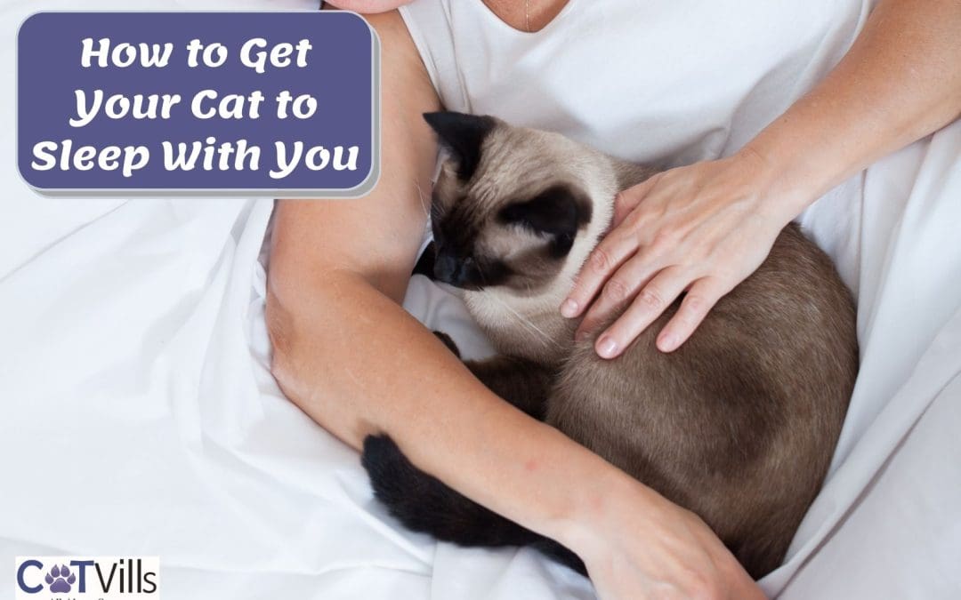 How to Get Your Cat to Sleep With You? 10 Effective ways