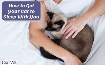 How to Get Your Cat to Sleep With You (10 Effective ways)